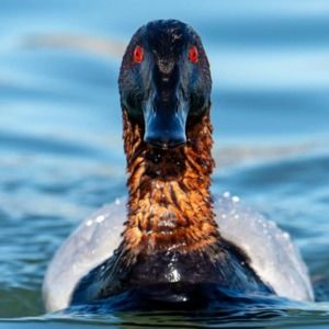 Meet your Posher, Steven